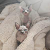 Cuccioli di sphynx
