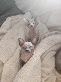 Cuccioli di sphynx