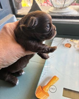 Cuccioli di chihuahua