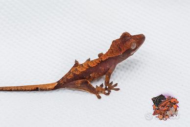 Geco Ciliatus halloween