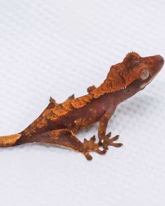 Geco Ciliatus halloween