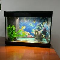 Acquario con accessori