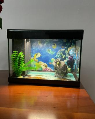 Acquario con accessori