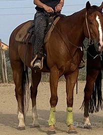 Paint horse 13 anni