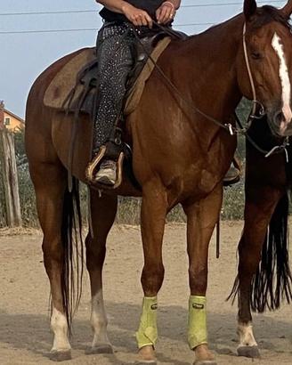 Paint horse 13 anni
