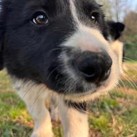 Cuccioli Border Collie con Pedigree Enci