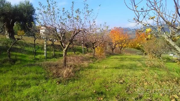 Terreno Agricolo - Monteprandone