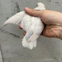 Inseparabile femmina