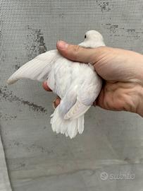 Inseparabile femmina