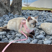 Dolcissima Gatta Siamese