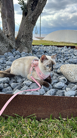 Dolcissima Gatta Siamese