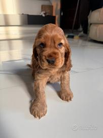 Cocker spaniel inglese