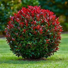 Photinia Eleganza Ornamentale Siepe Privacy