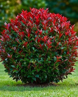 Photinia Eleganza Ornamentale Siepe Privacy