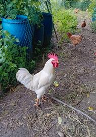 Gallo livornese
