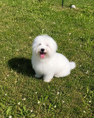 Maltese