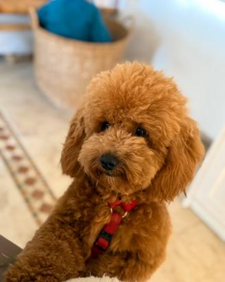 CUCCIOLA DI BARBONCINO NANO