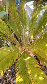 pianta cycas 