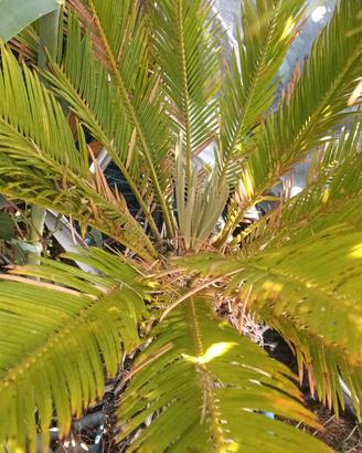 pianta cycas 