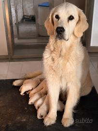 Golden retriver