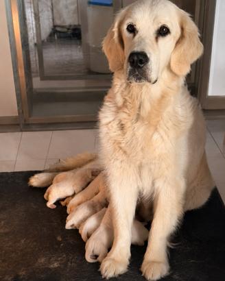 Golden retriver