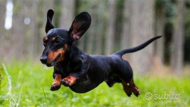 Bassotto femmina c.e.r.c.o