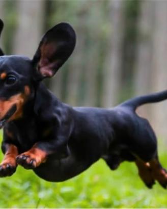 Bassotto femmina c.e.r.c.o