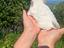 Immagine 3