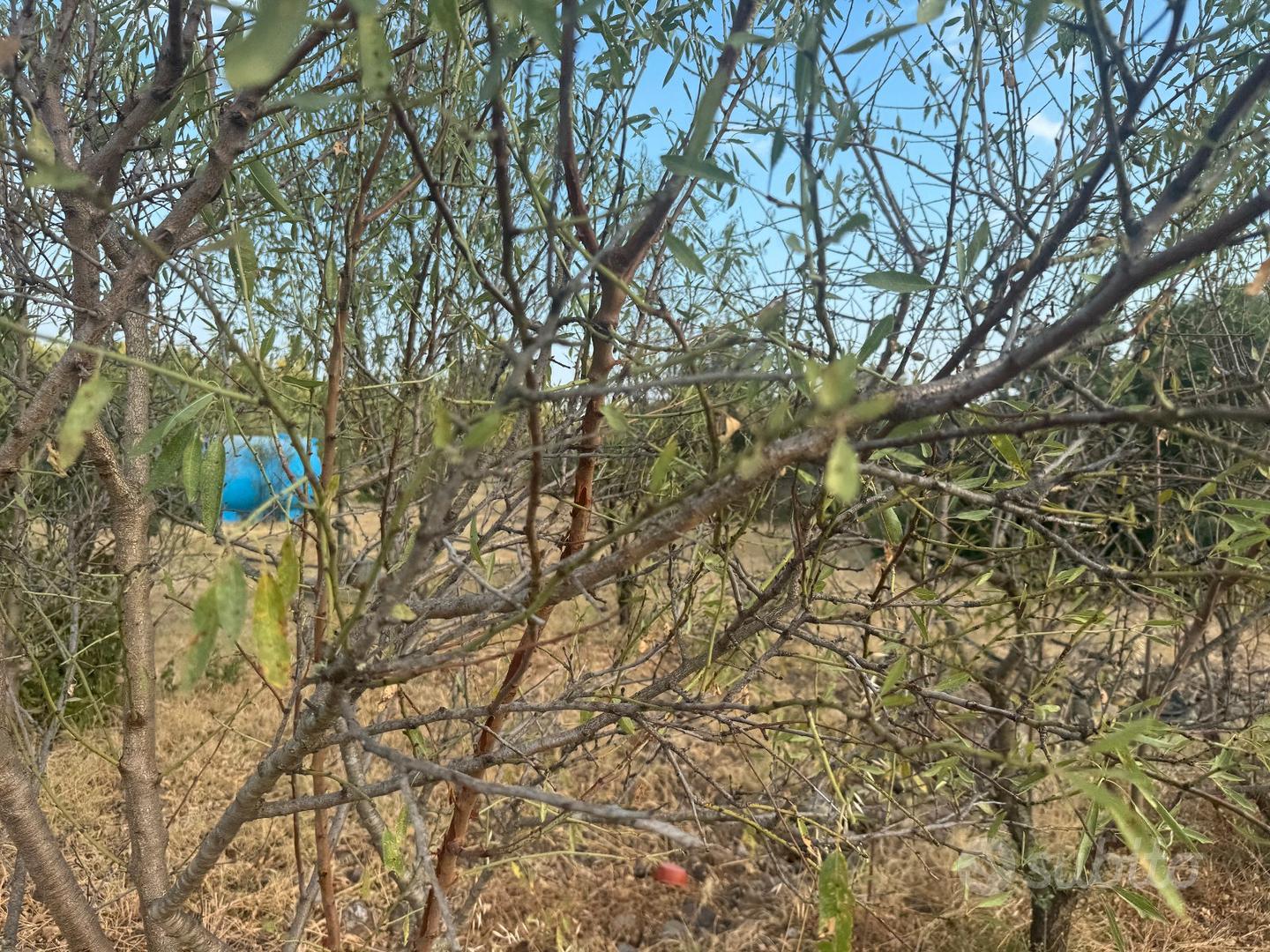 Terreno agricolo con fabbricato e riserva idrica - Vista 5