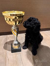Barboncino Toy nero con pedigree