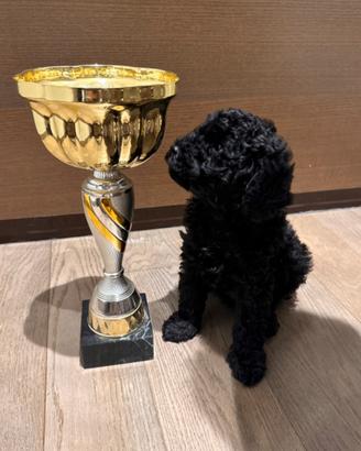 Barboncino Toy nero con pedigree