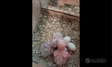 Cocorite colorate calopsiti collari