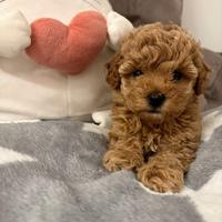 LUCREZIA BARBONCINA TOY, barboncini, barboncino