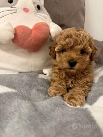 LUCREZIA BARBONCINA TOY, barboncini, barboncino