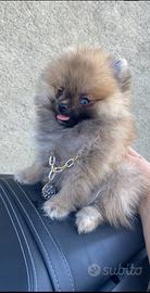 Spitz Pomerania Nano