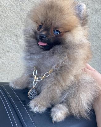 Spitz Pomerania Nano