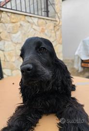 Cocker spaniel pedigree Enci