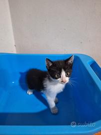 Isa gattina 2 mesi