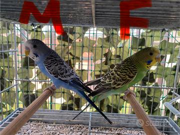 6 cocorite maschi e femmine con gabbia grande