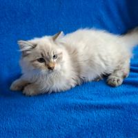 Ultimo gattino siberiano ipoallergenico