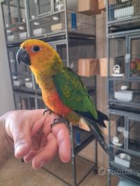 Pappagallo conuro JANDAIA