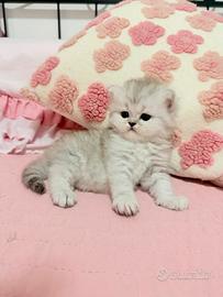 Gatti persiani Chinchilla
