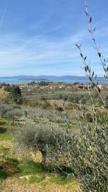 Oliveto di 89 piante vista lago Trasimeno