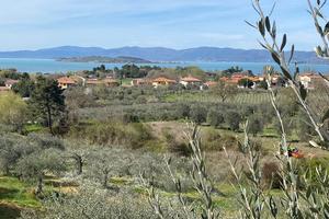 Oliveto di 89 piante vista lago Trasimeno