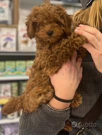 Cuccioli di barbone nano con pedigree