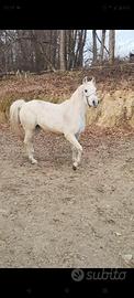Cavalla araba