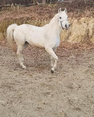 Cavalla araba