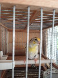 Ibrido opale