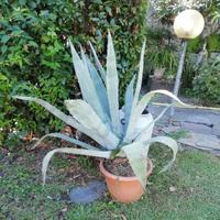 pianta Agave