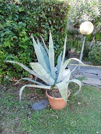 pianta Agave